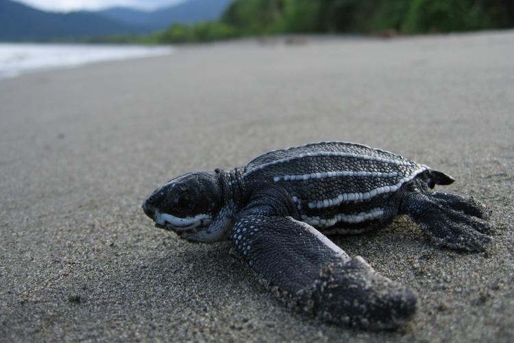 Smart Ways to Optimize Your Leatherback Sea Turtle Diet in 2025: Discover Effective Feeding Strategies and Latest Research