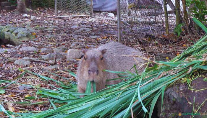 Capybara Eating Greens