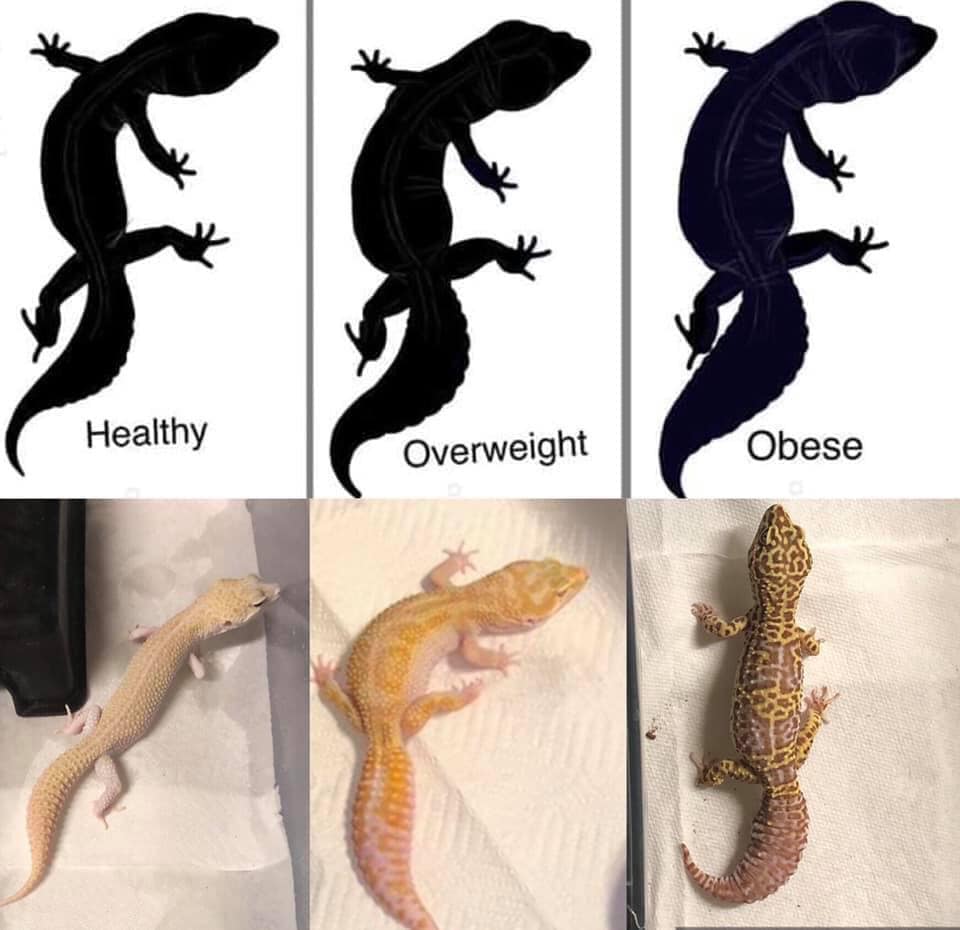 Essential Guide to Leopard Gecko Diet: Discover Effective Nutrition Solutions for 2025