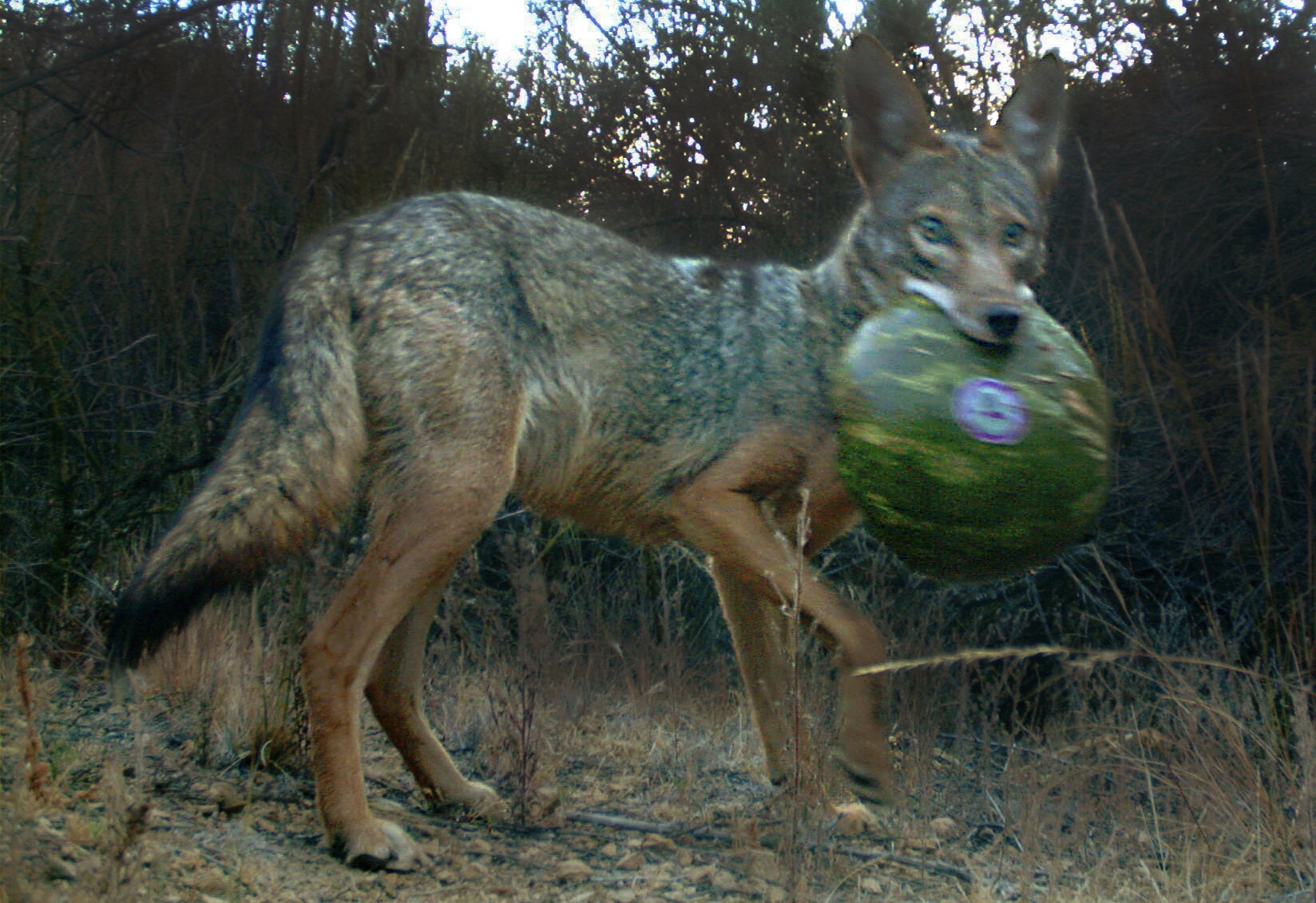 Smart Ways to Optimize Coyote Diet for Better Adaptation in 2025