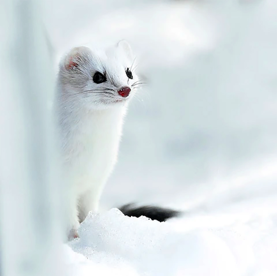 Healthy stoat meals