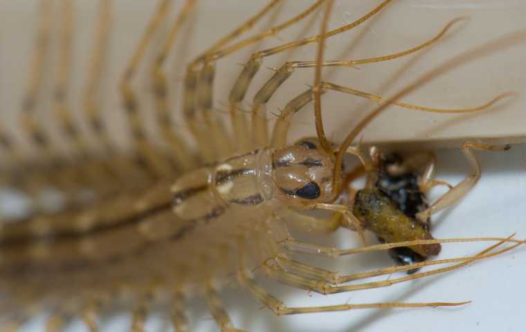 Effective Ways to Manage House Centipede Diet for a Pest-Free Home in 2025