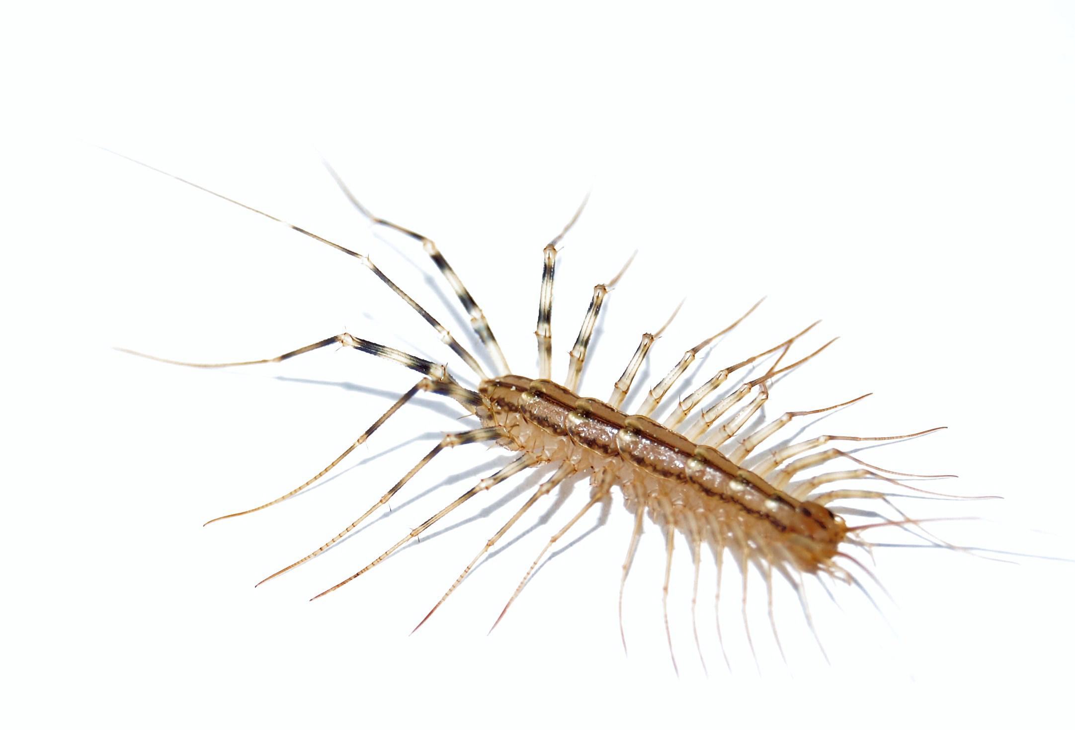 House Centipede Diet