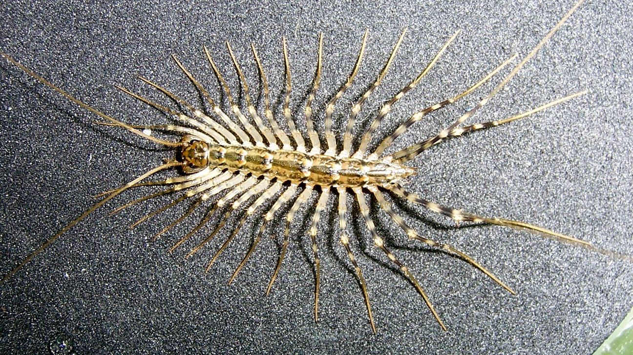 House Centipede Prey