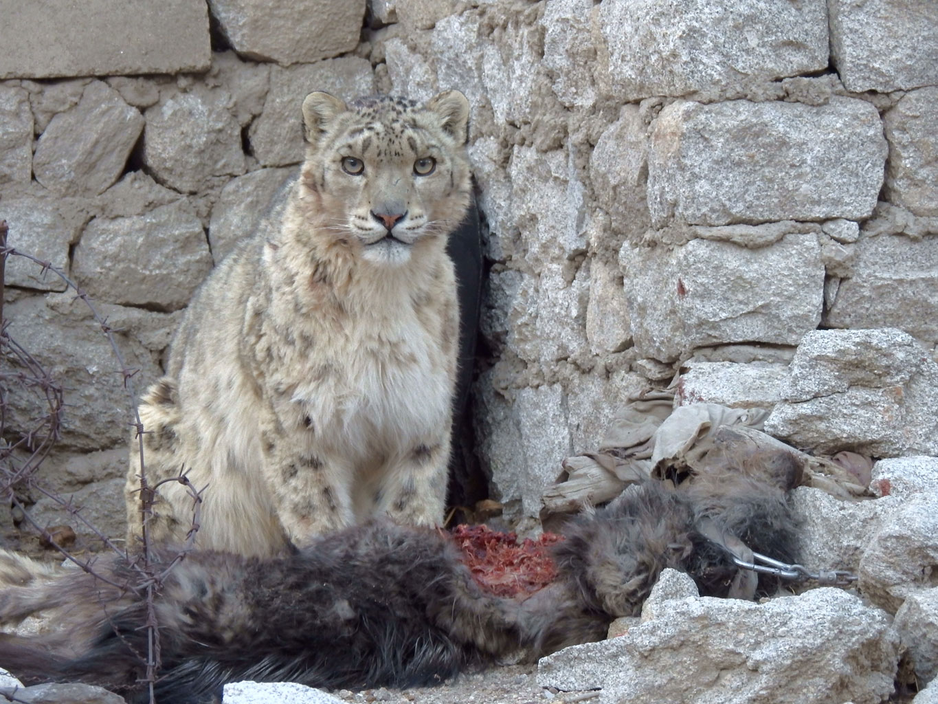 Complete Guide to the Snow Leopard Diet: Discover Its Essential Nutrition in 2025