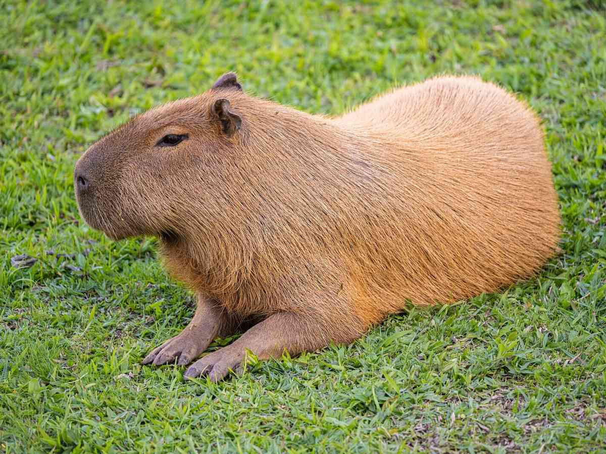 Smart Ways to Optimize Your Ferret, Opossum, and Capybara Diet in 2025