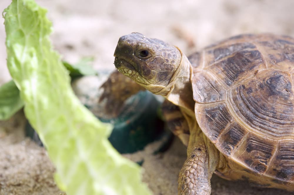 Top 5 Effective Methods for Feeding Your Russian Tortoise in 2025