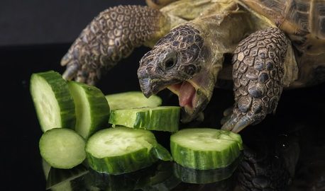 Russian Tortoise Diet Image 1