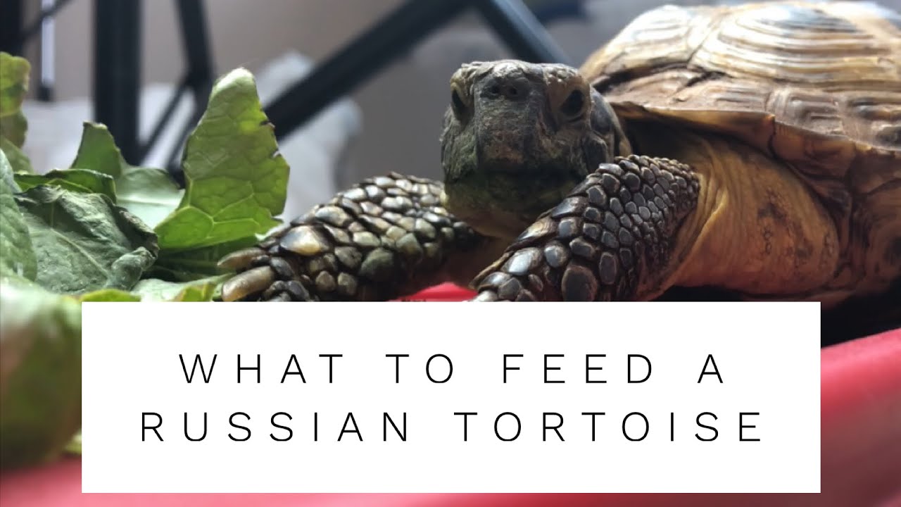 Russian Tortoise Diet Image 2