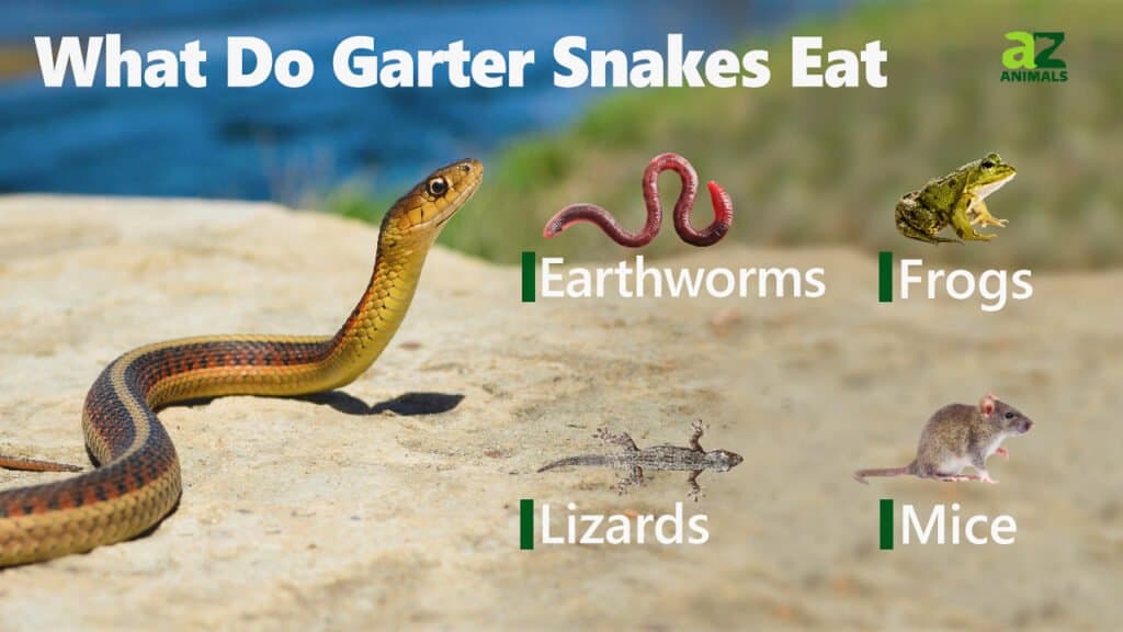 Effective Ways to Optimize Garter Snake Diet for Healthy Growth in 2025