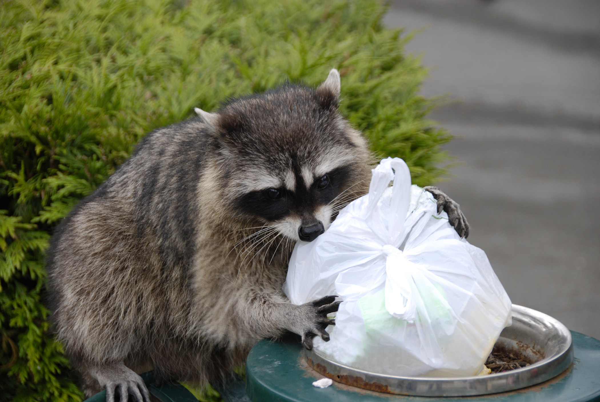 Effective Ways to Optimize Raccoon Diet for Better Health in 2025