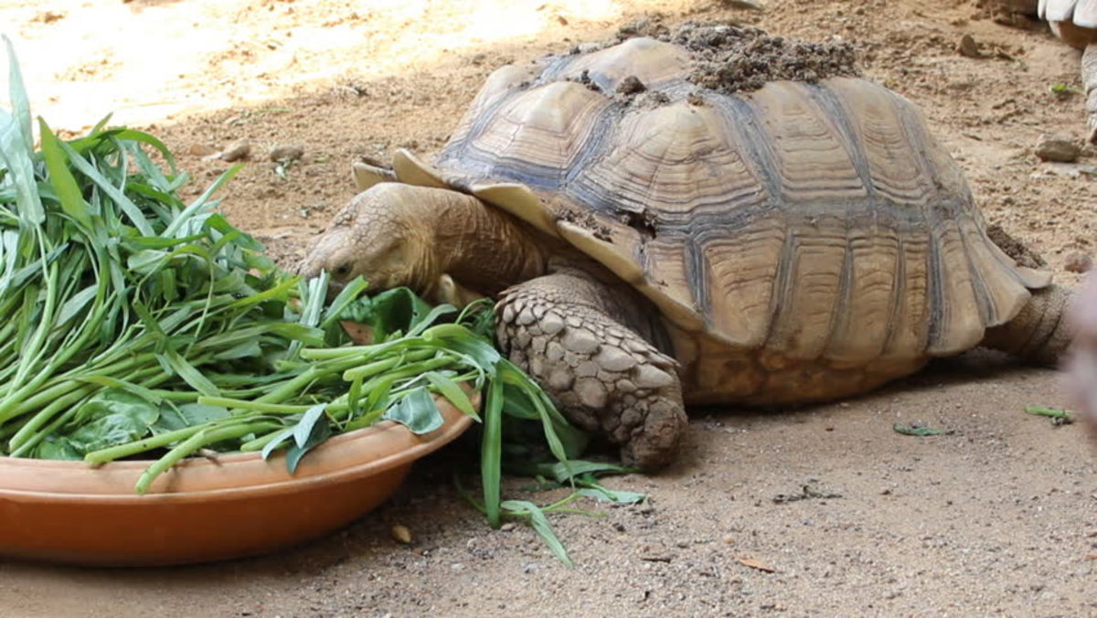 Essential Guide to Sulcata Tortoise Diet for Optimal Health in 2025