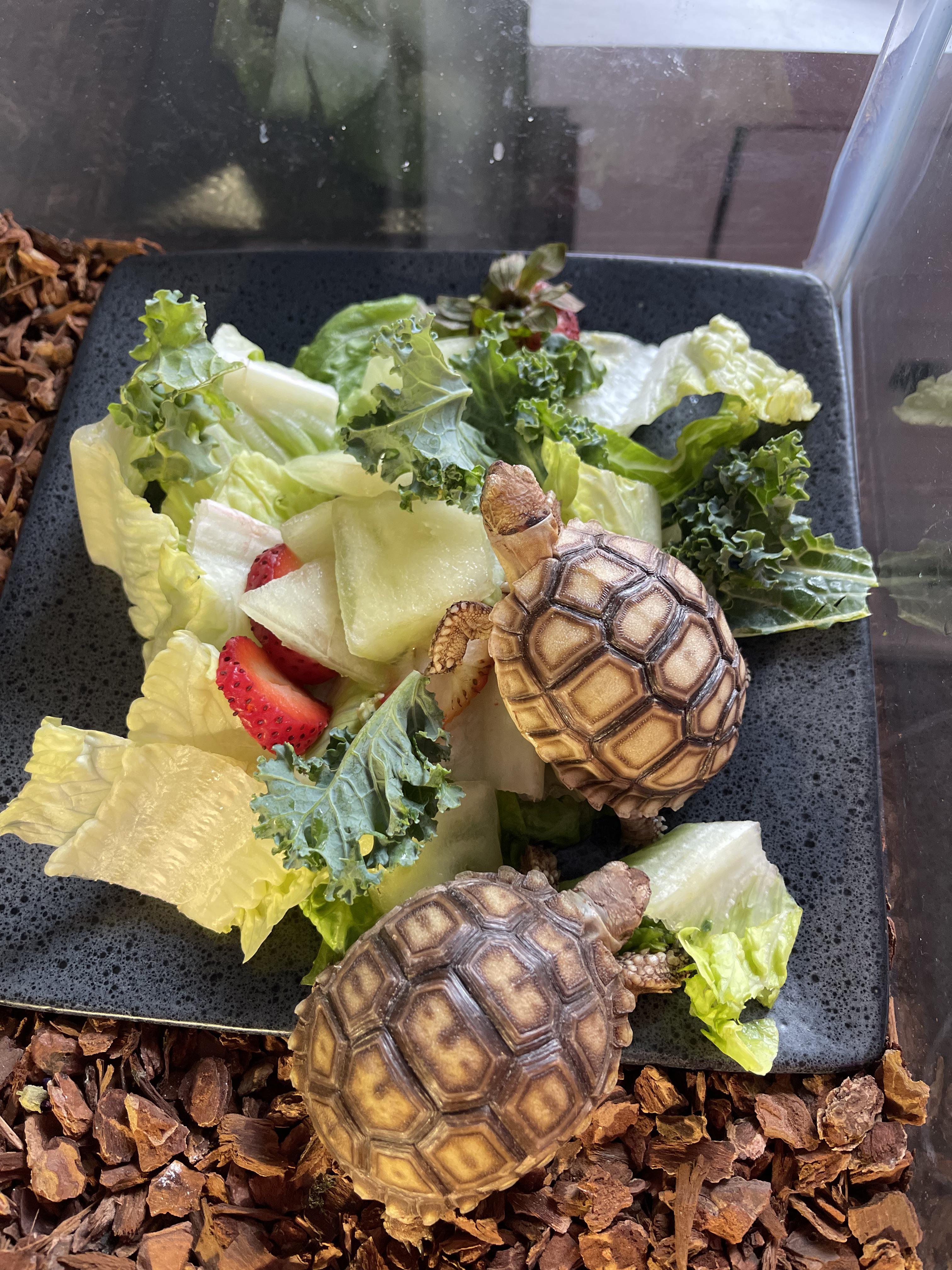 Sulcata Tortoise Diet