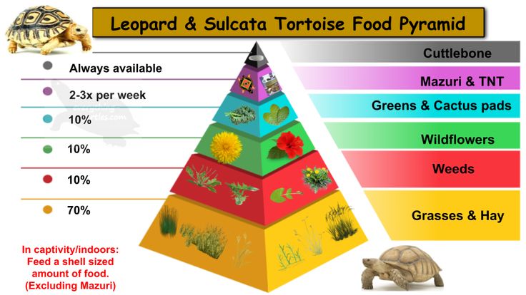 Feeding Sulcata Tortoise