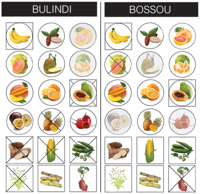 Comprehensive Guide to Chimpanzee Diet: Discover Effective Feeding Habits in 2025