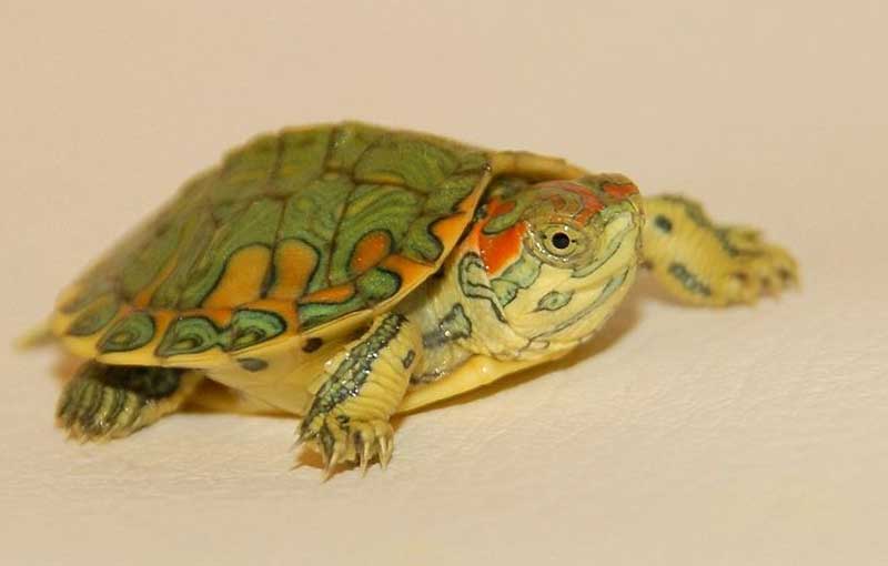 Effective Guide to Red Eared Slider Diet: Essential Tips for Healthy Turtles in 2025