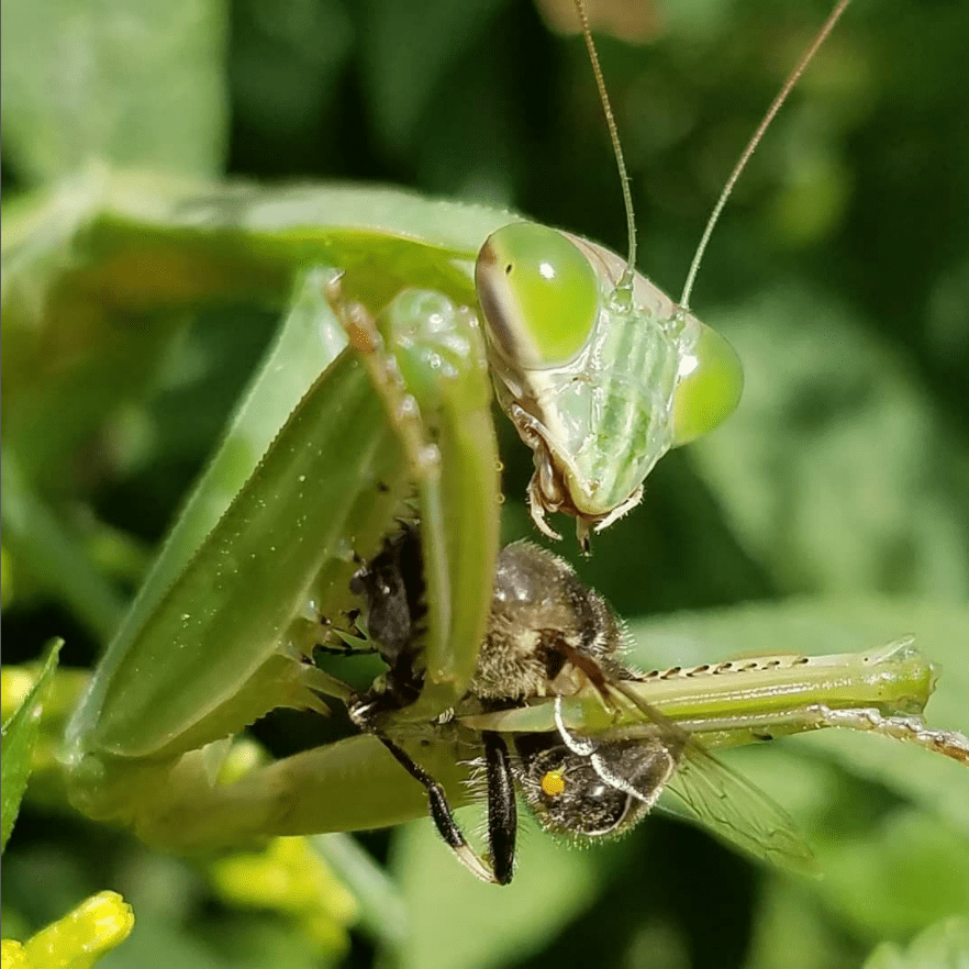 Effective Ways to Enhance Your Knowledge of Praying Mantis Diet in 2025