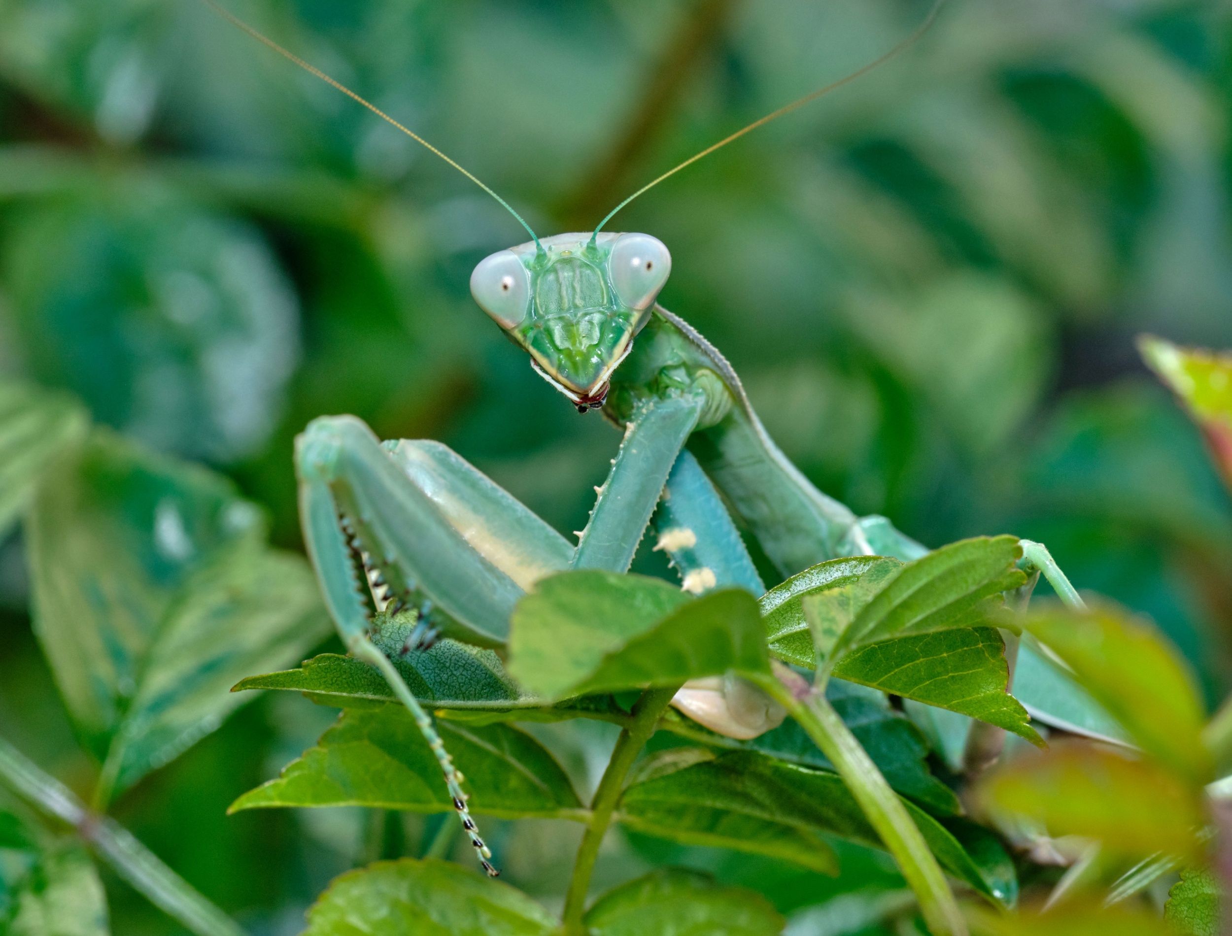 Praying Mantis Diet