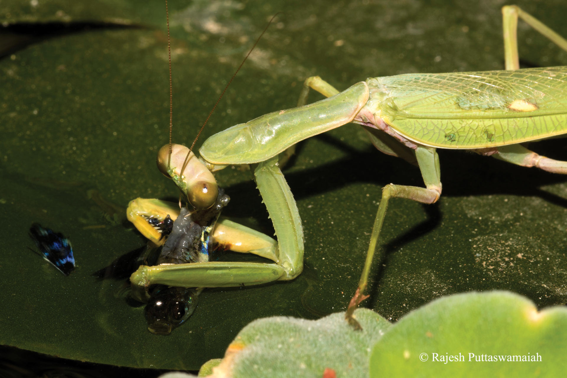 Healthy Praying Mantis