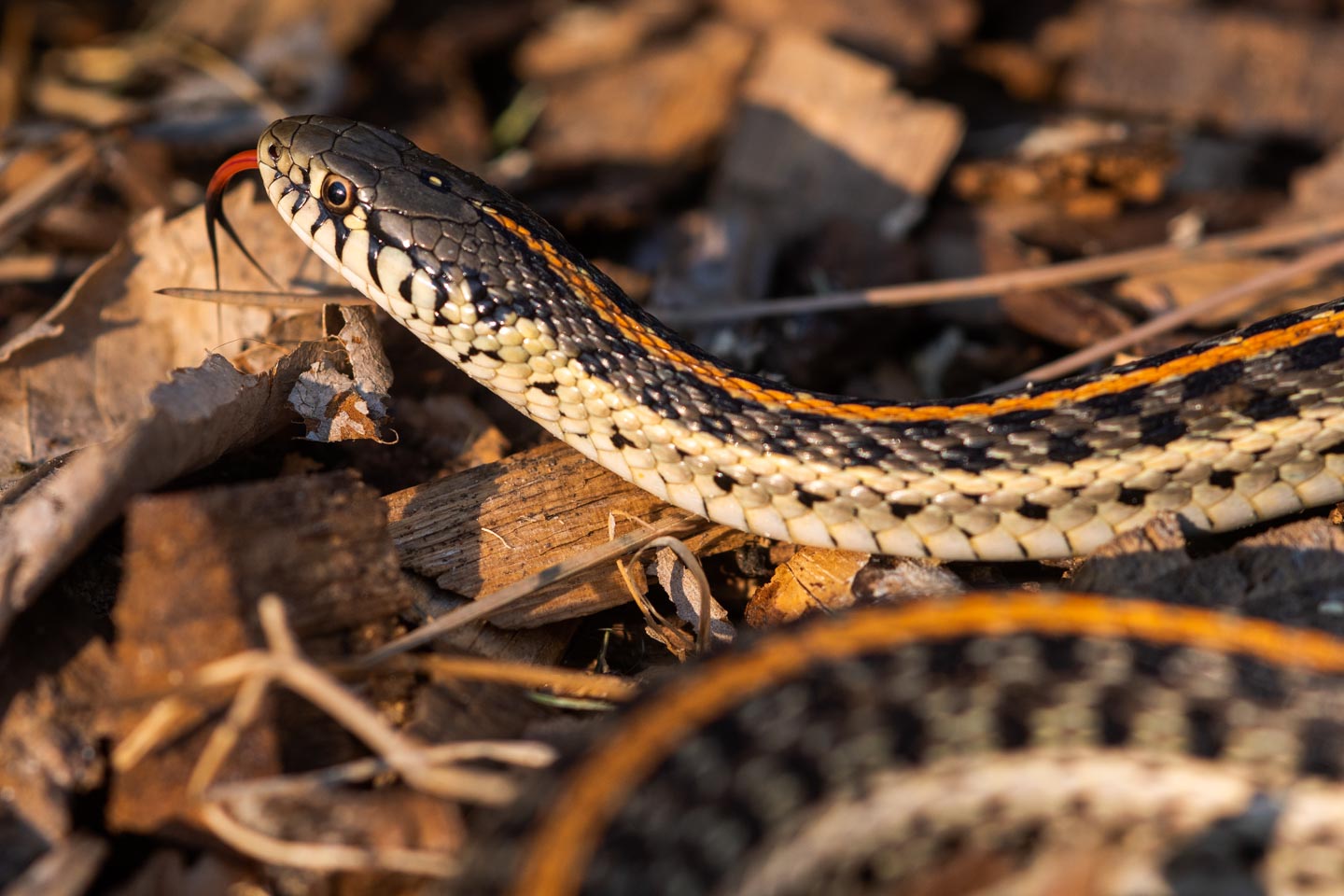 Hognose Snake Feeding