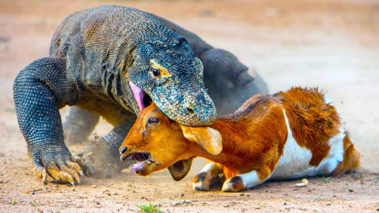 Komodo dragon eating