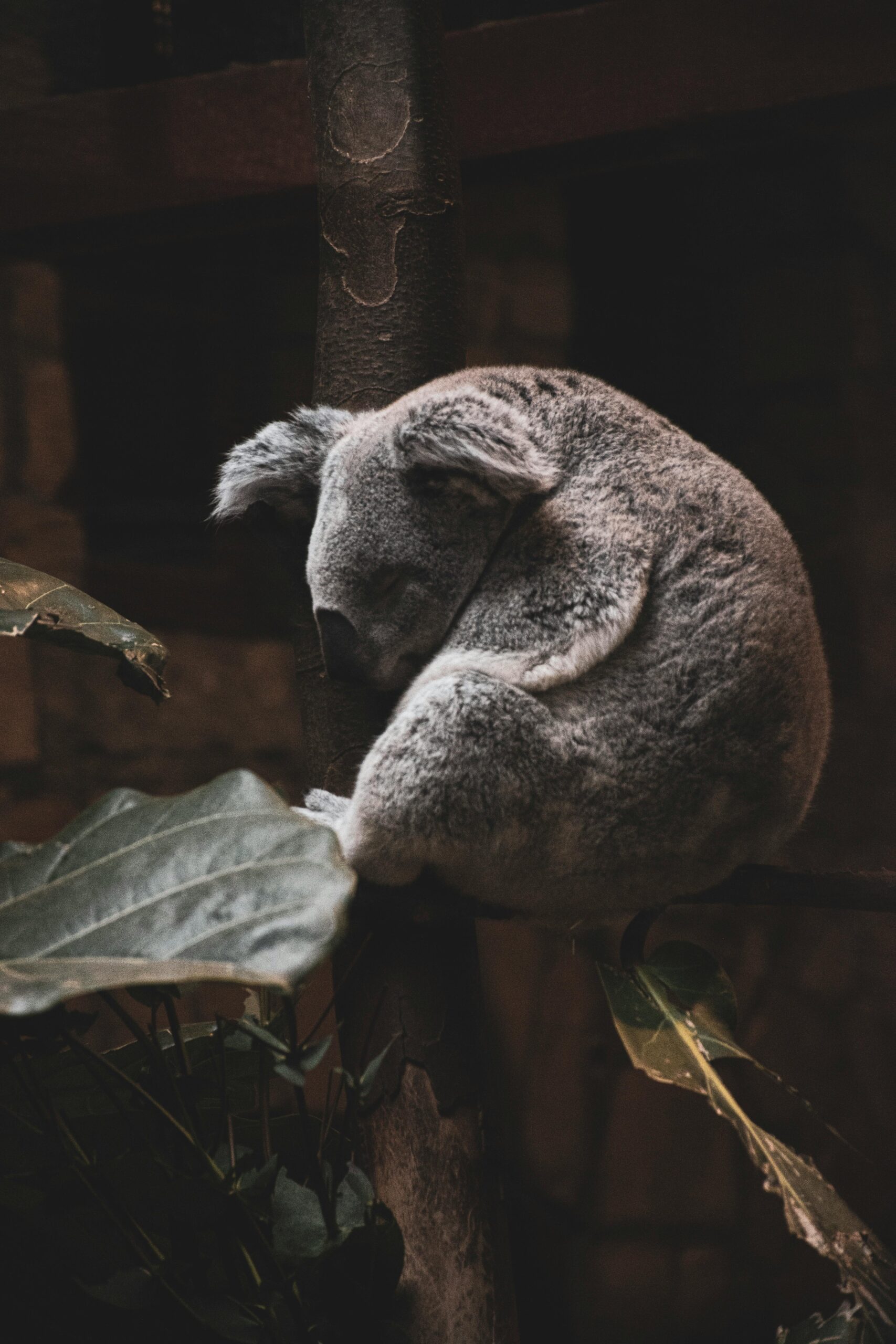 Smart Guide to Understanding Koala Diet: Top 5 Eucalyptus Options for 2025