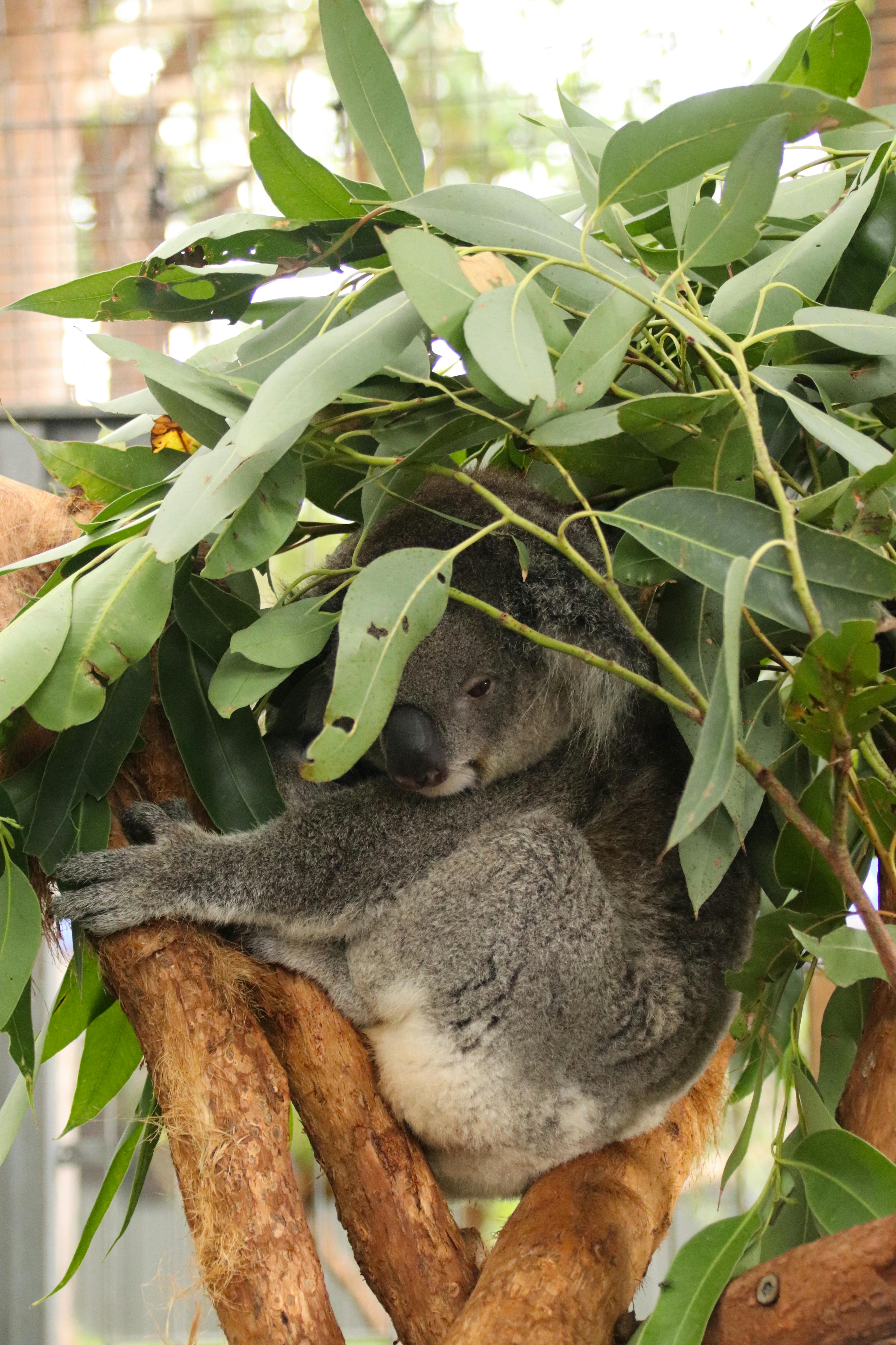 Koala Diet Overview