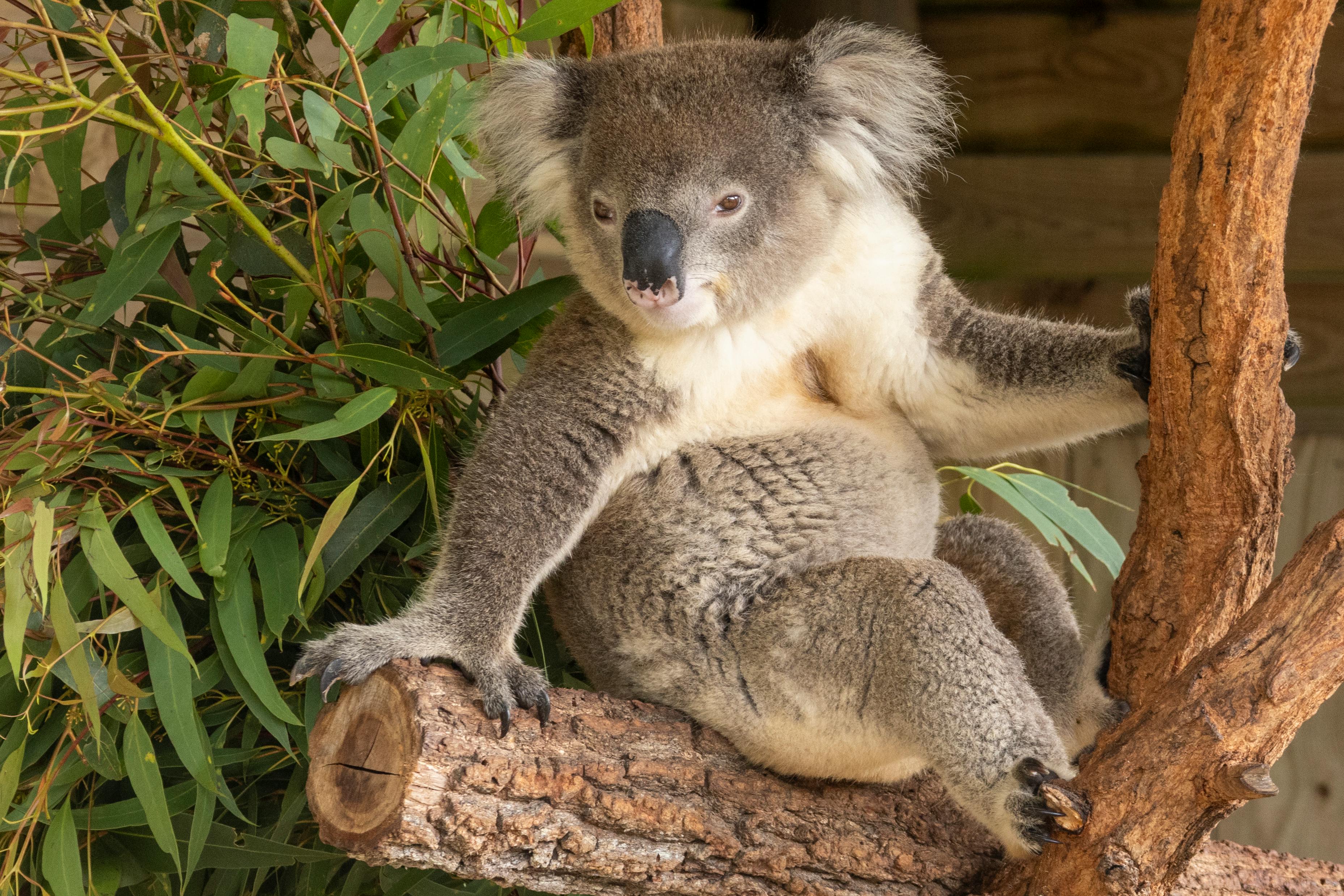 Eucalyptus Types for Koalas